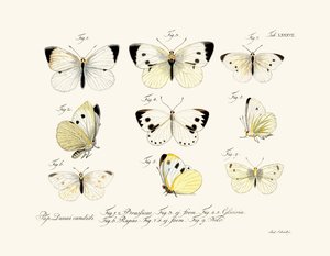 蝶、1783-1806 作： German School