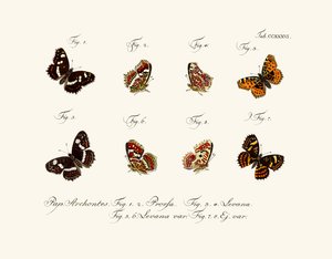 蝶、1783-1806 作： German School