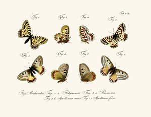 蝶、1783-1806 作： German School