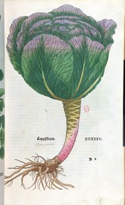 キャベツ、植物プレート 作： German School
