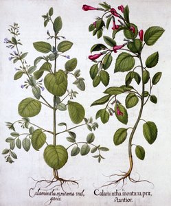 カラタス、Hortus Eystettensis、Basil Besler（1561-1629）、パブ。 1613（手塗りの彫刻）