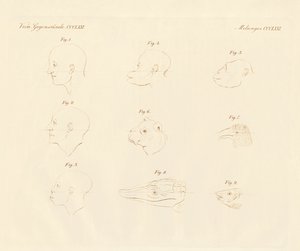 キャンピングカーの顔の角度（カラー刻印 作： German School