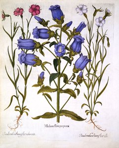 カンタベリーベル、およびトウモロコシの貝、Hortus Eystettensis、バジルベスラー（1561-1629）、パブ。 1613（手描きの彫刻） 作： German School