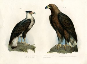 カラカラ、1864 作： German School