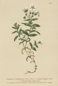 ケルンテン語のマウスの耳（Cerastium Carinthiacum、Cerastium ovatum） 作： German School