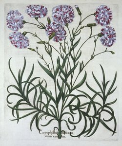 カーネーション、Hortus Eystettensis、Basil Besler（1561-1629）、パブ。 1613（手塗りの彫刻） 作： German School