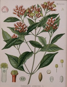 Caryophyllus Aromaticus（クローブ） 作： German School