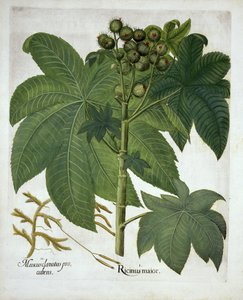 ヒマワリEystettensisからのキャスターオイルプラント、バジルベスラー（1561-1629）パブ。 1613 作： German School