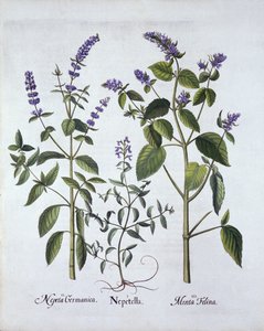Catmintand Catnip、Hortus Eystettensis作、Basil Besler（1561-1629）、パブ。 1613（手塗りの彫刻） 作： German School