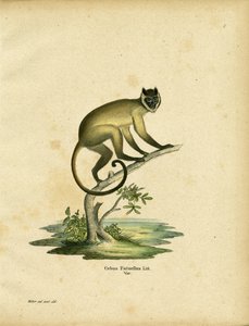 Cebus fatuellus（彩色済み彫刻 作： German School