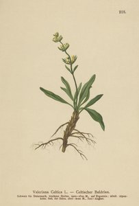 ケルト語Spikenard（ケルト語バレリアン） 作： German School