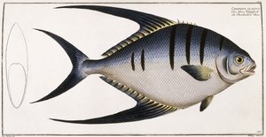 Chaetodon Glaucus、1785-1788 作： German School