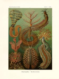 Chaetopoda、1899-1904 作： German School