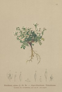 シャモアクレス（Hutchinsia alpina、Hornungia alpina、Pritzelago alpina） 作： German School