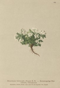 クレスシャモア（Hutchinsia brevicaulis） 作： German School