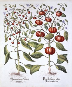チリペッパー[ナイトシェードファミリー]、Hortus Eystettensis、バジルベスラー（1561-1629）、パブ。 1613（手描きの彫刻） 作： German School