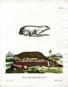 センザンコウ（彩色済み彫刻 作： German School