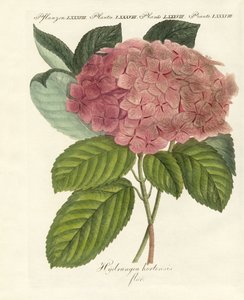 中国の花 作： German School