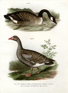 中国のガチョウ、1864 作： German School