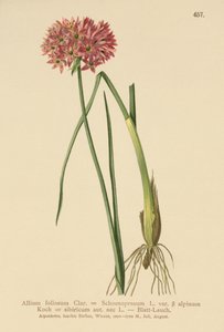 チャイブ（Allium foliosum、Allium schoenoprasum var。Alpmum Alliumなど）