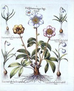 Hortus EystettensisのBasis Besler（1561-1629）によるクリスマスローズとスノードロップのバリエーション、パブ。 1613（手塗りの彫刻） 作： German School