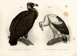 シネラスハゲタカ、1864年 作： German School