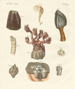Cirrhipodas, Bristleworms or brachiopods (colored engraving) 作： German School