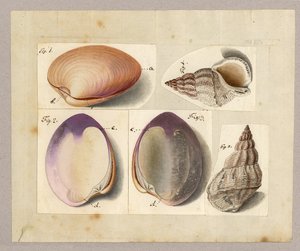 アサリとカタツムリ：ヴィーナスMercenaria Linnaei、Buccino glacioli Linnaei、1785（紙にトイレ） 作： German School