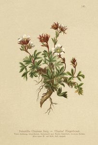 Clusius Cinquefoil（Potentilla Clusiana）