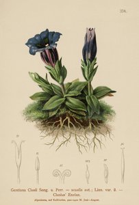 Clusius Gentian（ゲンチアナクルシー、ゲンチアナアカウリス） 作： German School