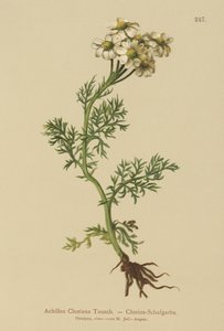 Clusius Yarrow（Achillea Clusiana、Achillea atrata ssp。clusiana）