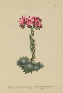 クモの巣Houseleek（Sempervivum arachnoideum、Sedum arachnoideum、Sempervivum sanguineum） 作： German School