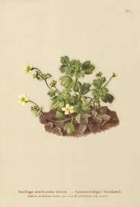 クモの巣Saxifrage（Saxifraga arachnoidea） 作： German School