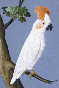 コカトゥー、1750〜1800 作： German School