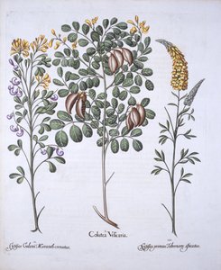 コルタスツリーとCytisus品種、Hortus Eystettensisから、バジルベスラー（1561-1629）、パブ。 1613（手描きの彫刻） 作： German School