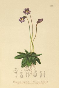 一般的なバターワート（Pinguicula vulgaris） 作： German School