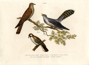 カッコウ、1864 作： German School