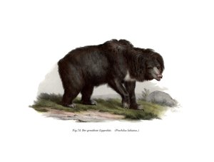 一般的なインドのナマケグマ、1860