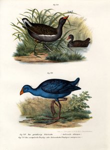 コモンモーエン、1864年