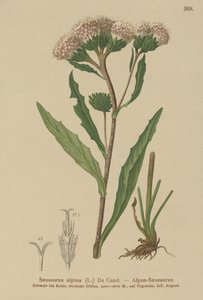 一般的なノコギリソウ（Saussurea alpina）