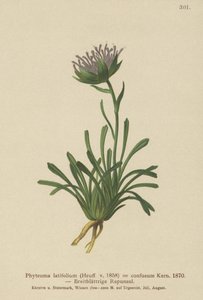 混乱したランピオン（Phyteuma混合Phyteuma latifolium、Phyteuma半球ssp。混乱したPhyteumaドワーフ） 作： German School