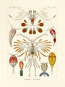 カイアシ目、1899-1904