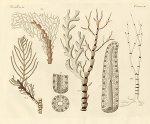 サンゴのポリプ（カラー刻印 作： German School