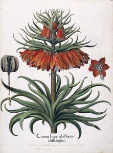 花の帝国の王冠、1613年 作： German School