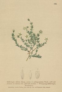 忍び寄るサンドワート（Moehringia ciliata、Moehringia polygonoides、Arenaria obtusa）