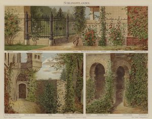 忍び寄る植物とよじ登る植物 作： German School