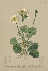 クロウネードクロウフット（Ranunculus crenatus）