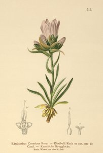 クロアチアの草で覆われたベル（Edrajanthus Croaticus、Edrainanthus croaticus、Edrainanthus Kitaibellii、Edrainanthus graminifolius、Edrainanthus albanicus、Wahlenbergia graminifolia） 作： German School