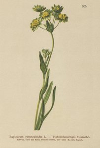 クロウフット-葉ノウサギ耳（Bupleurum ranunculoides） 作： German School