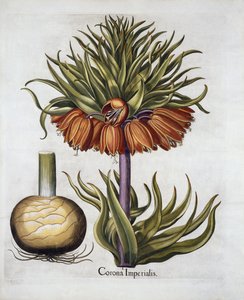 バジルベスラー（1561-1629）pubによるHortus Eystettensisからの王室帝国フリチラリア。 1613 作： German School
